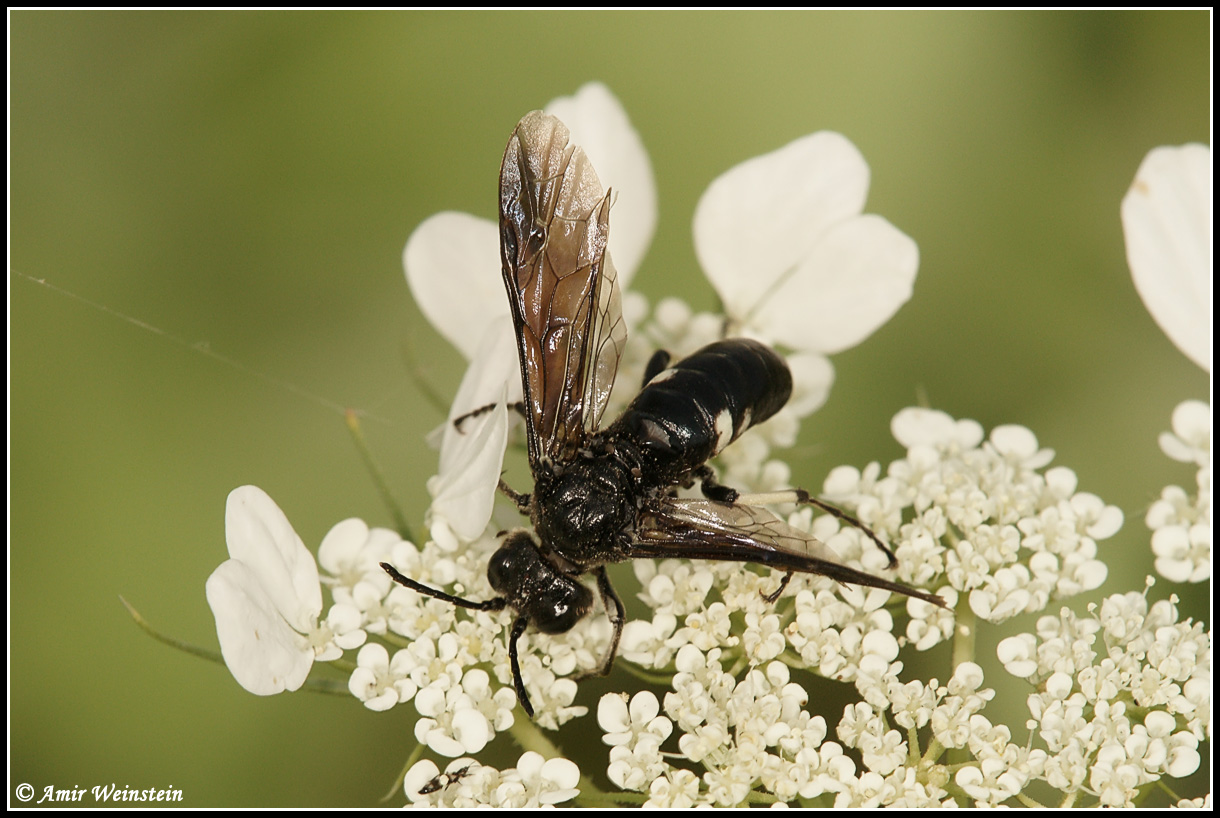 Symphyta d''Israele